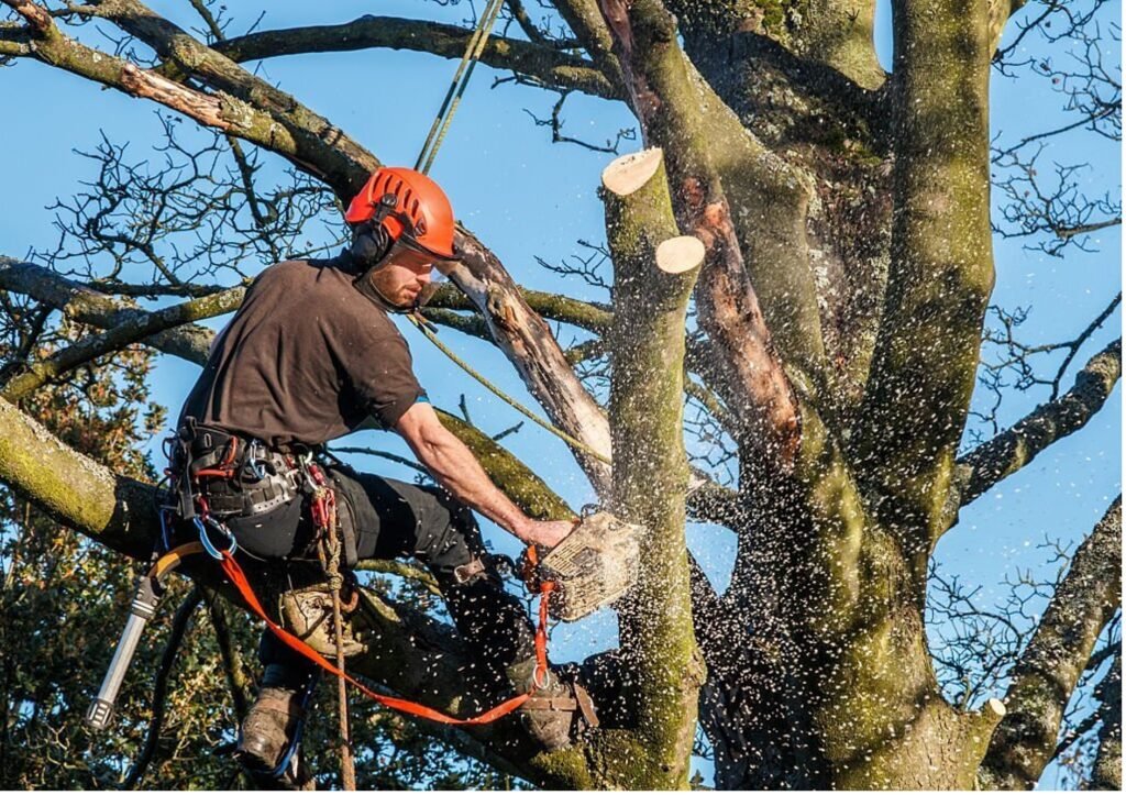 Baumpflege Baumschnitt Birkenwerder