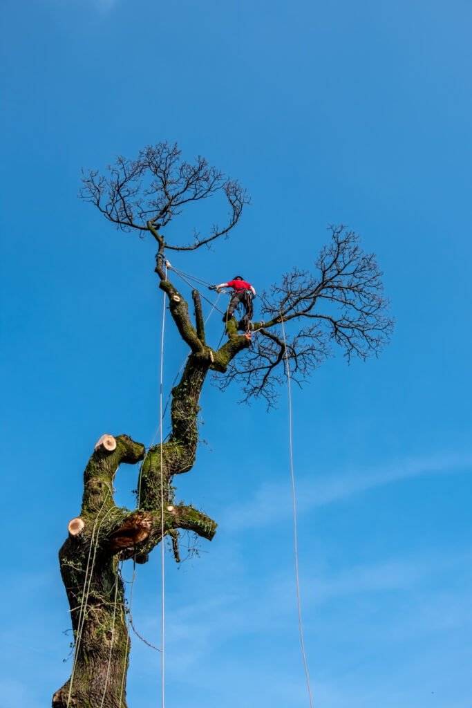 Baumpflege Birkenwerder