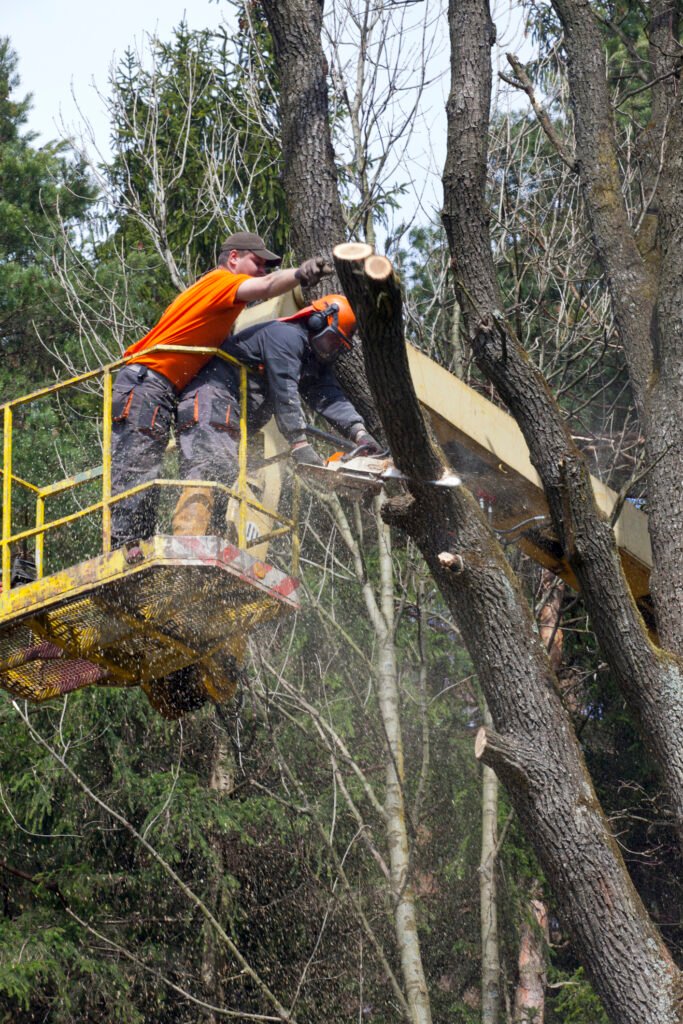 Baumpflege Baumkontrolle Birkenwerder